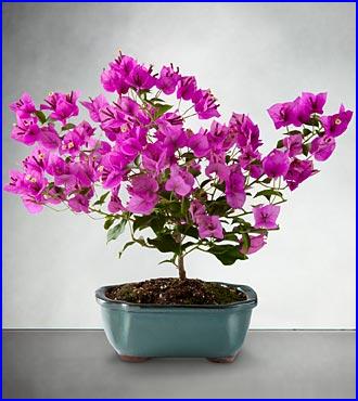  Direct on Ftd Rare Beauty Bonsai By Better Homes And Gardens  Direct Ship Plants